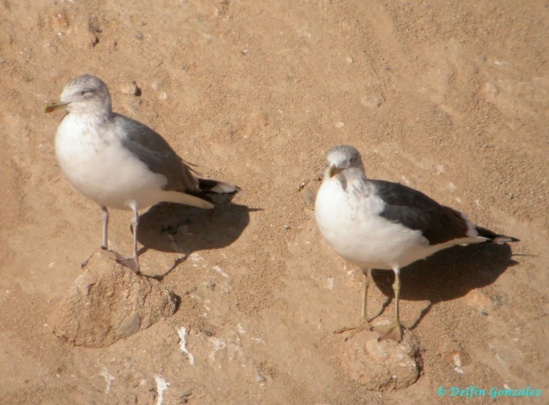 Gaviota sp 1a web.jpg