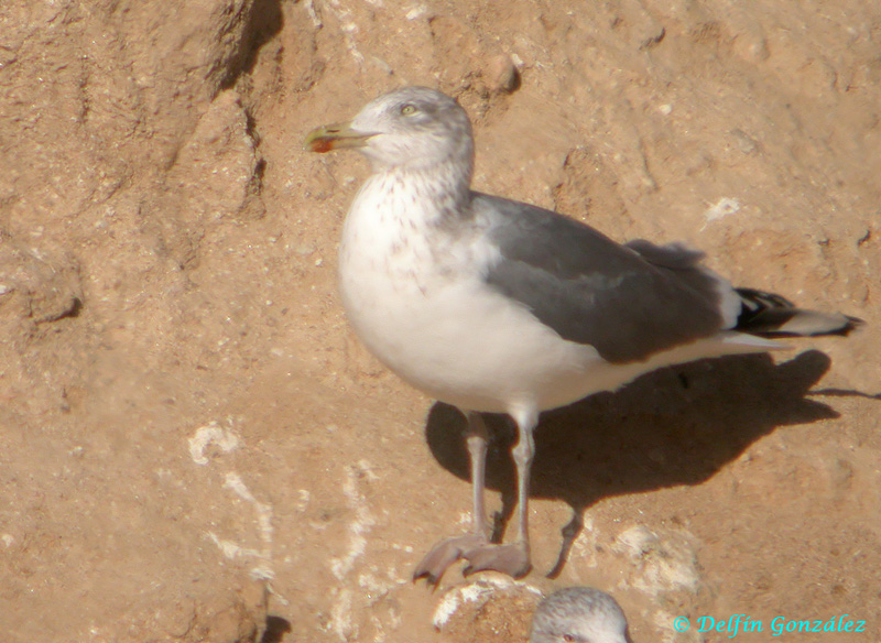 Gaviota sp 1c web.jpg