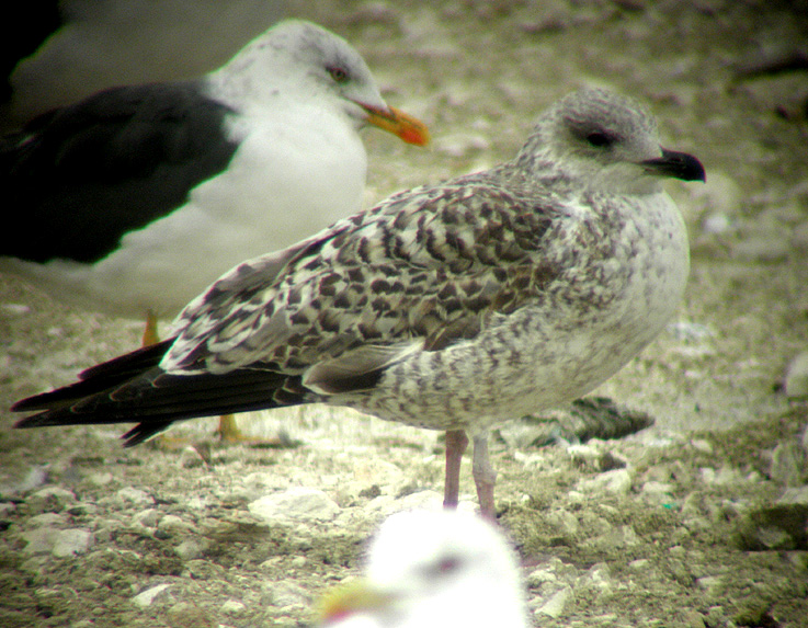 Gaviota sp 01.jpg