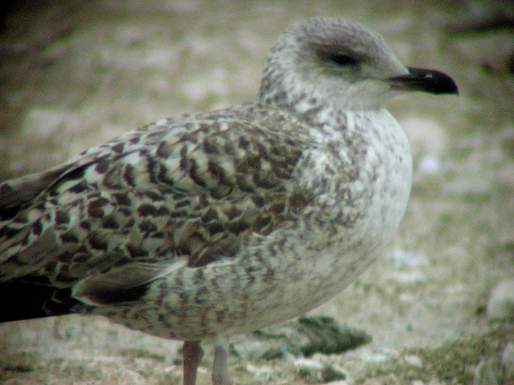 Gaviota sp 02.jpg