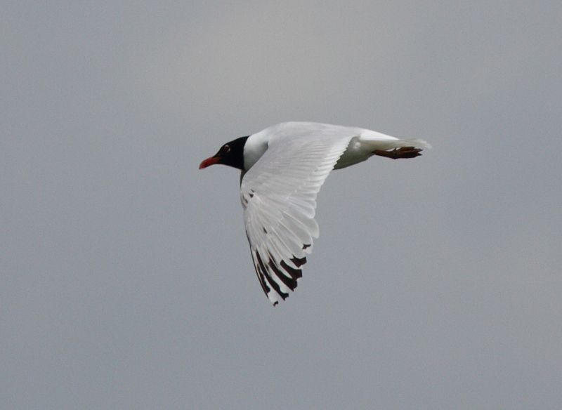 MedGull_2s_Zandvliet_23-06-2012_009.JPG