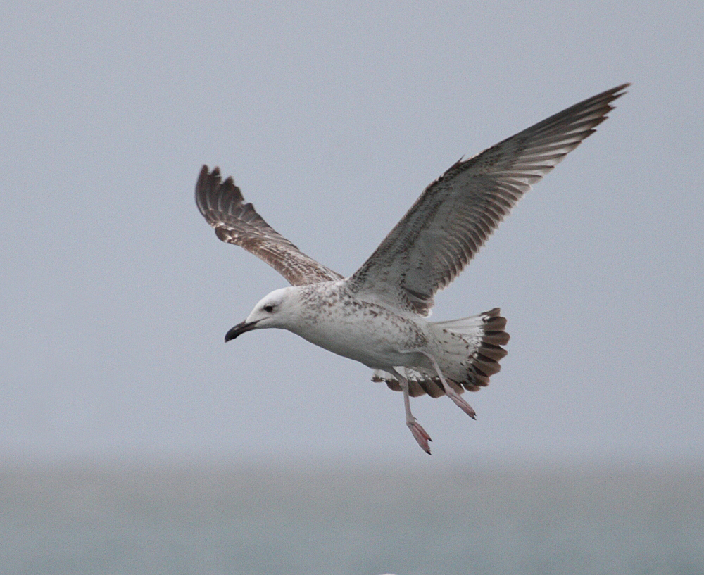 CaspianGull_1c_Georgia_20140126_038.JPG