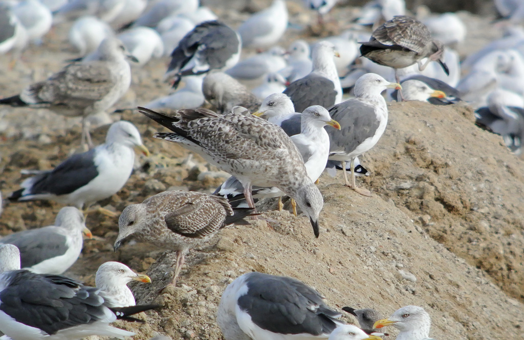 Larus cweb.jpg