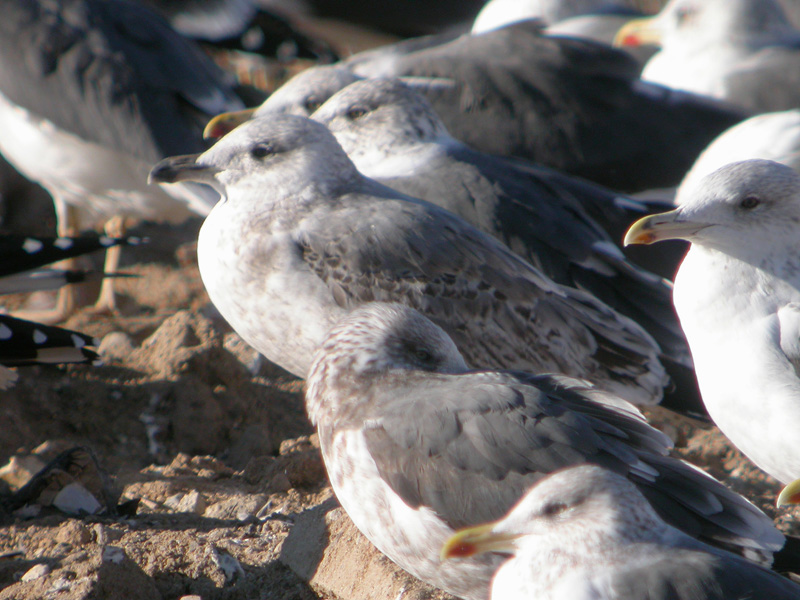 Gaviota sp Web.jpg