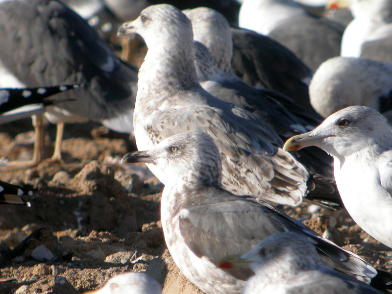 Gaviota sp Web3.jpg