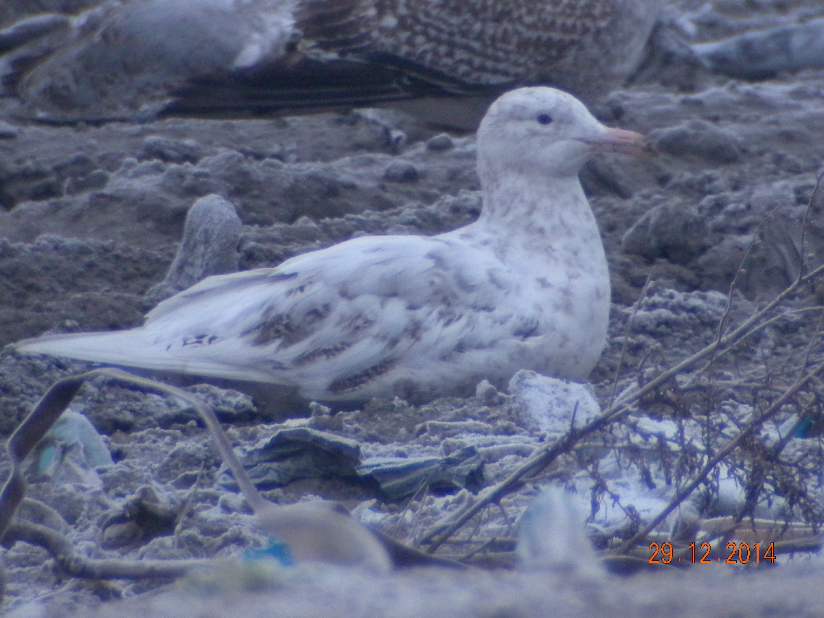 leucystic1.JPG