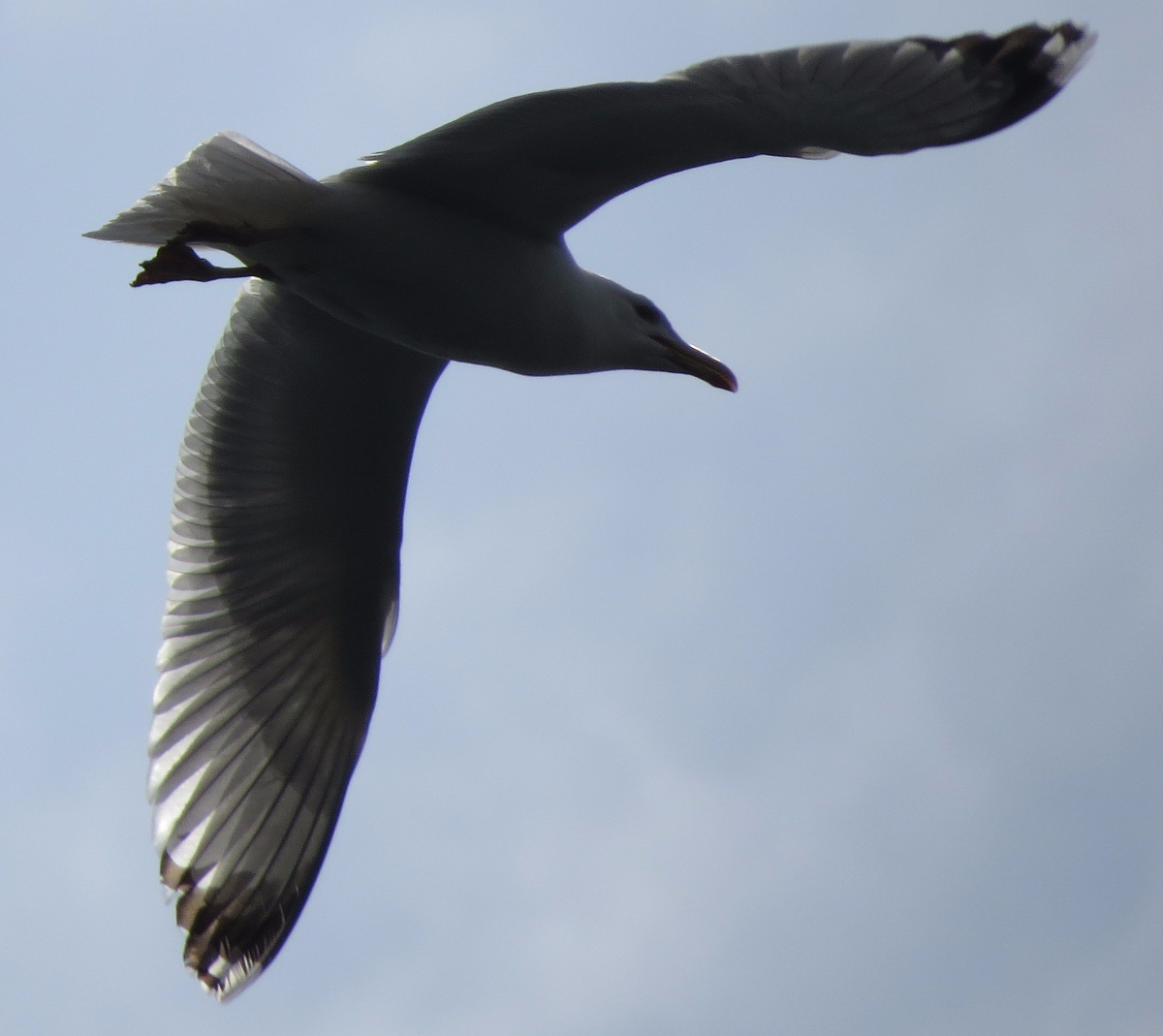 IMG_6273.JPG