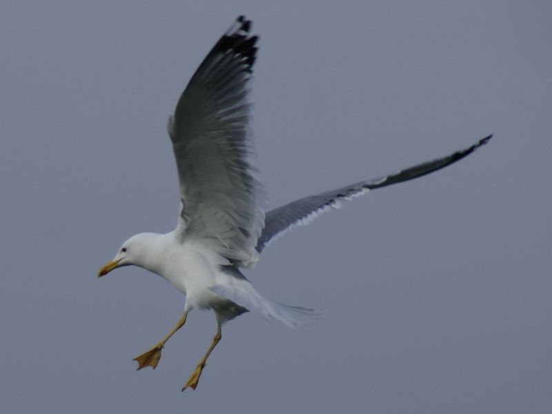 Möwe2.jpg