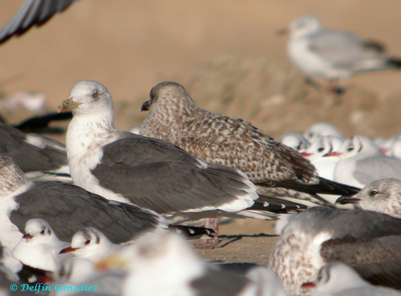 Gaviota Patiamrilla web.jpg