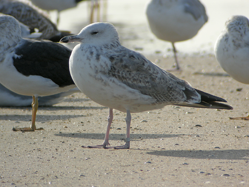 DSCN8263.jpg