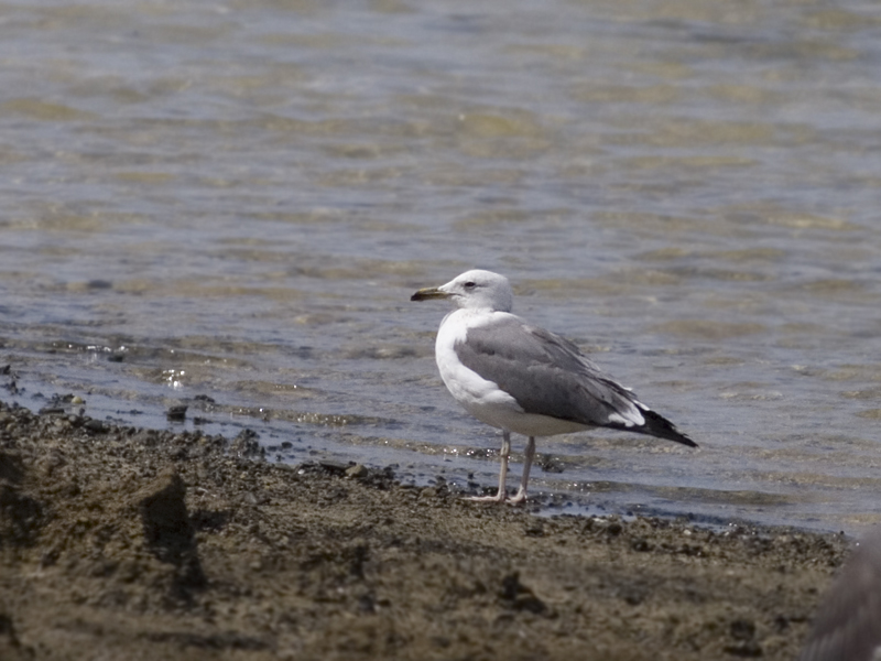 gull-hamata-23-05-09 nr1.jpg
