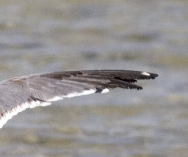 gull-hamata-23-05-09-wingti.jpg