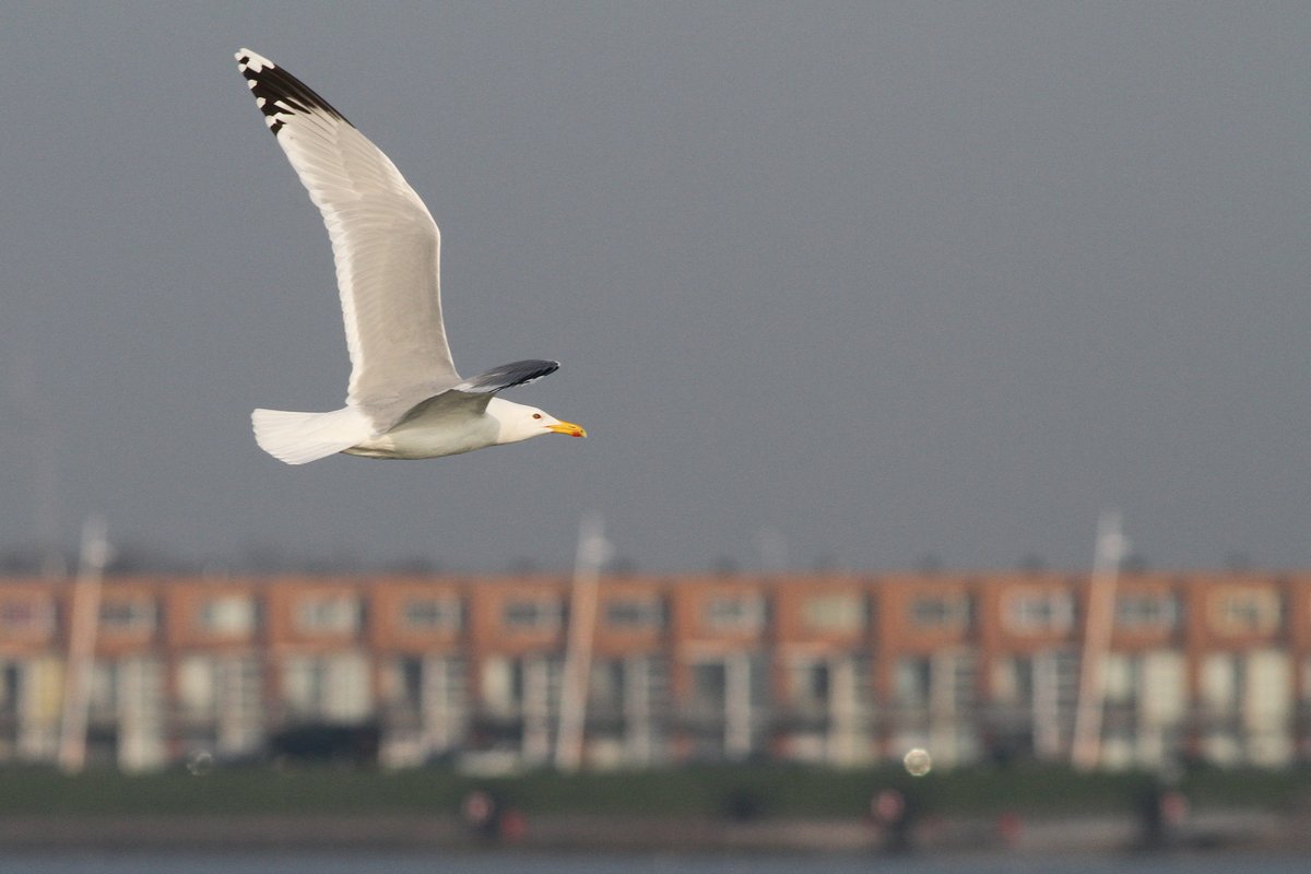 PontischeMeeuw_cachinnans_2019_3_30_pair7_Lelystad_AlbertdeJong3.jpg