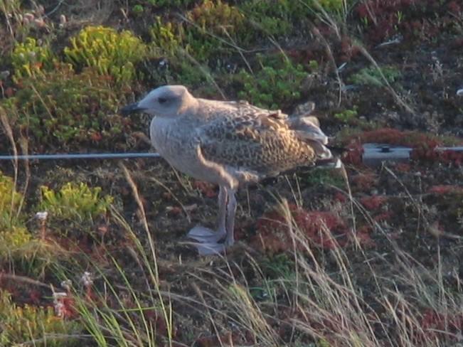 Hybrid_GBB-_YLG_Gull.jpg