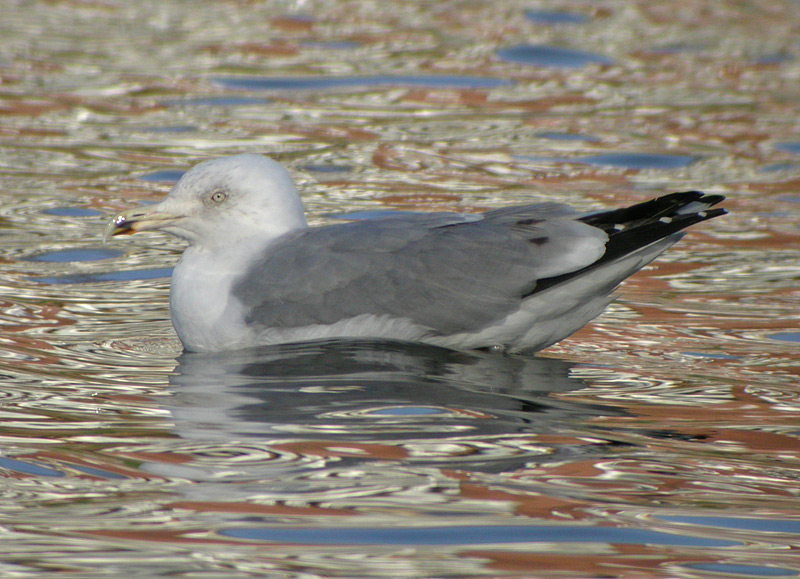 DSCN2562.jpg