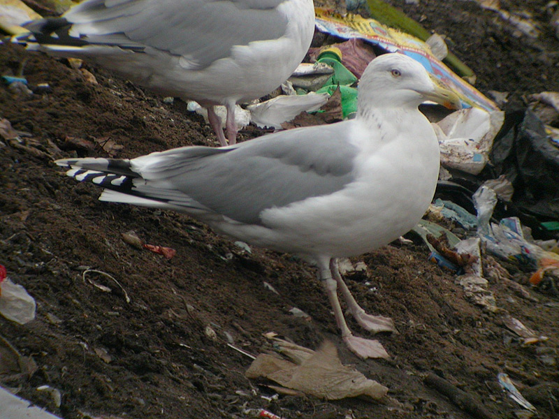 DSCN3204.jpg
