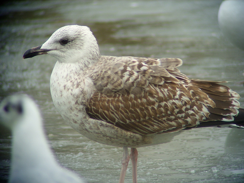 gr_gull342.JPG