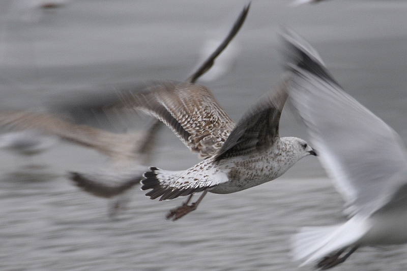 gr_gull3143.JPG