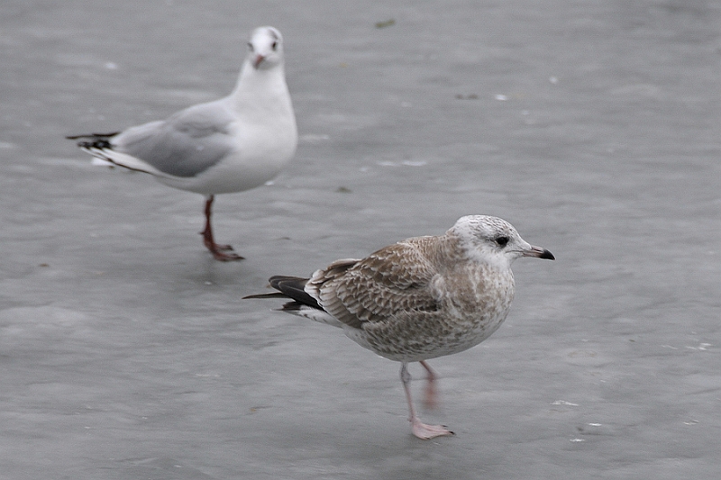 gr_stormmeeuw_juv3171.JPG