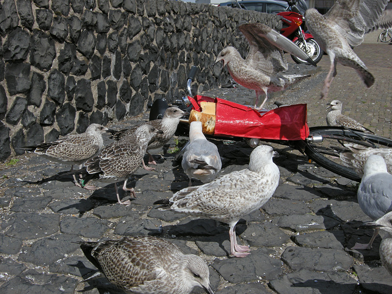 DSCN7101.jpg