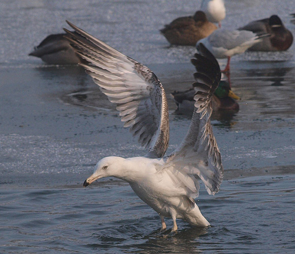 P1245796mm.jpg