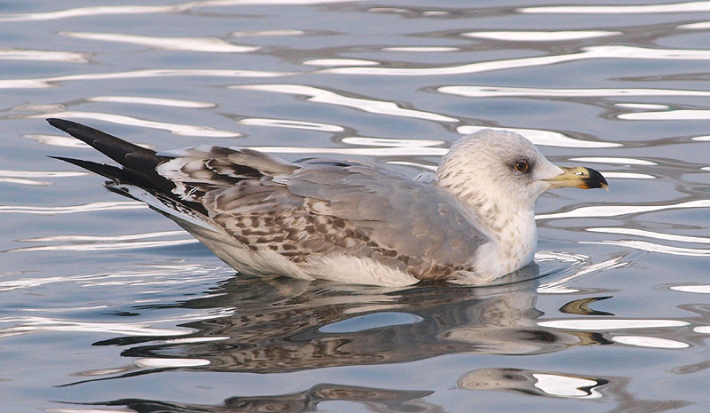 P1245882mm.jpg