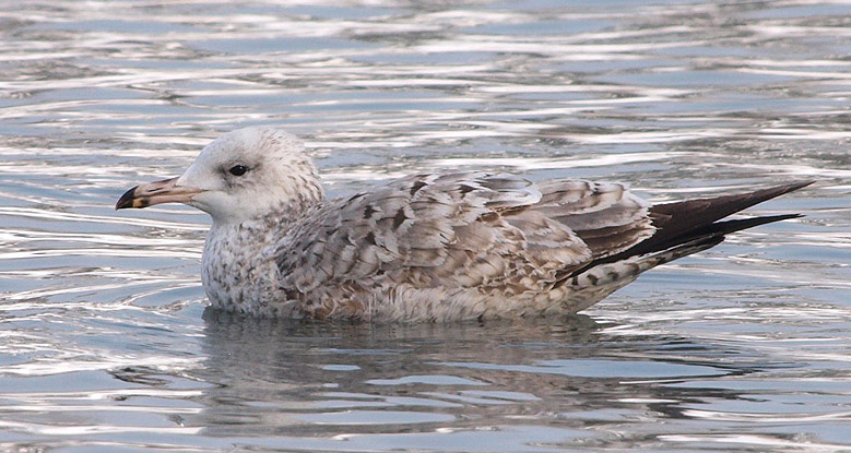 P1245579mm.jpg