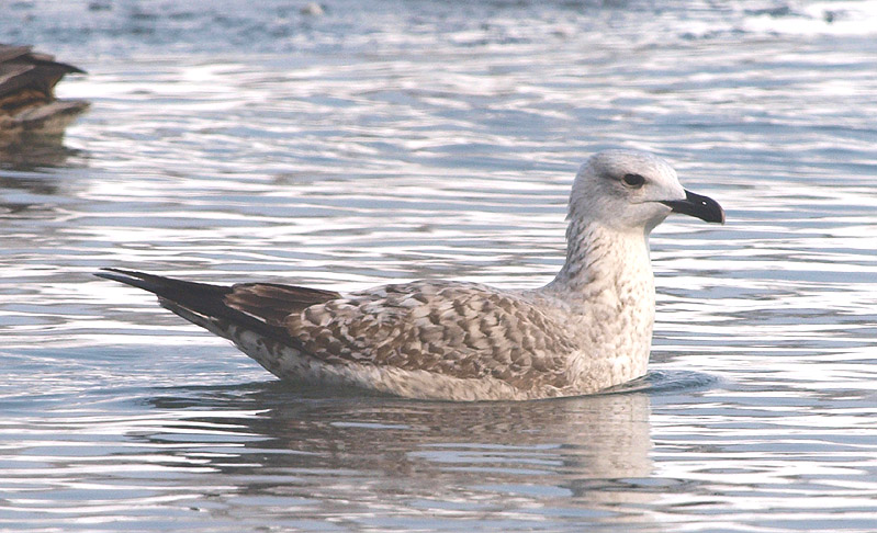 P1245528mm.jpg