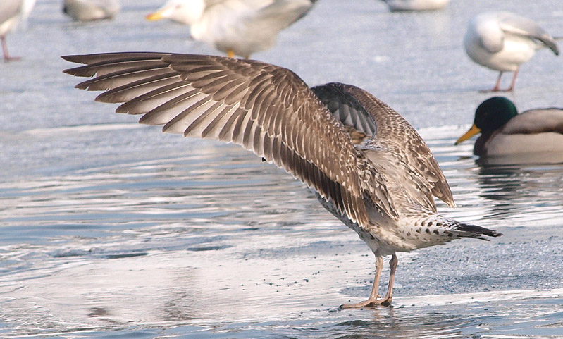 P1245625mm.jpg