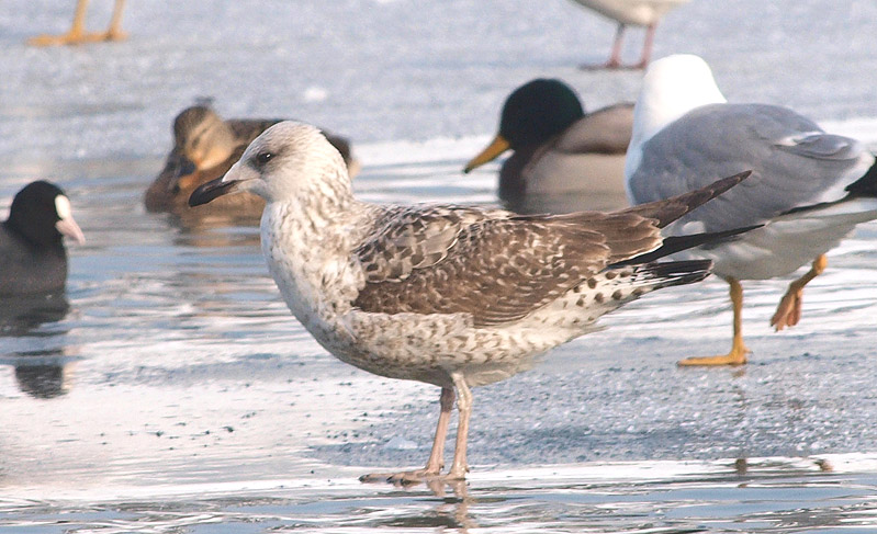 P1245628mm.jpg