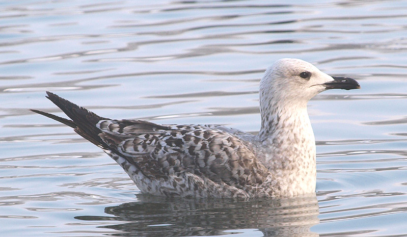 P1245667mm.jpg