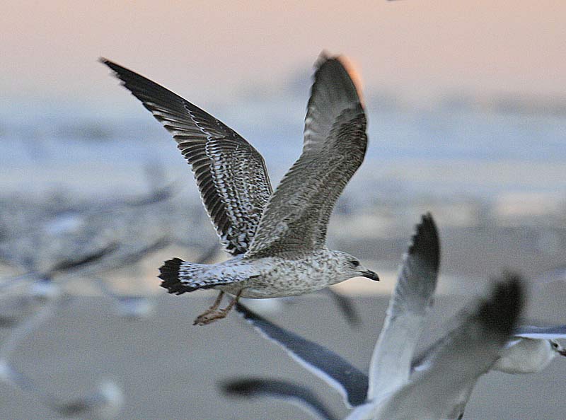 gull210a.jpg