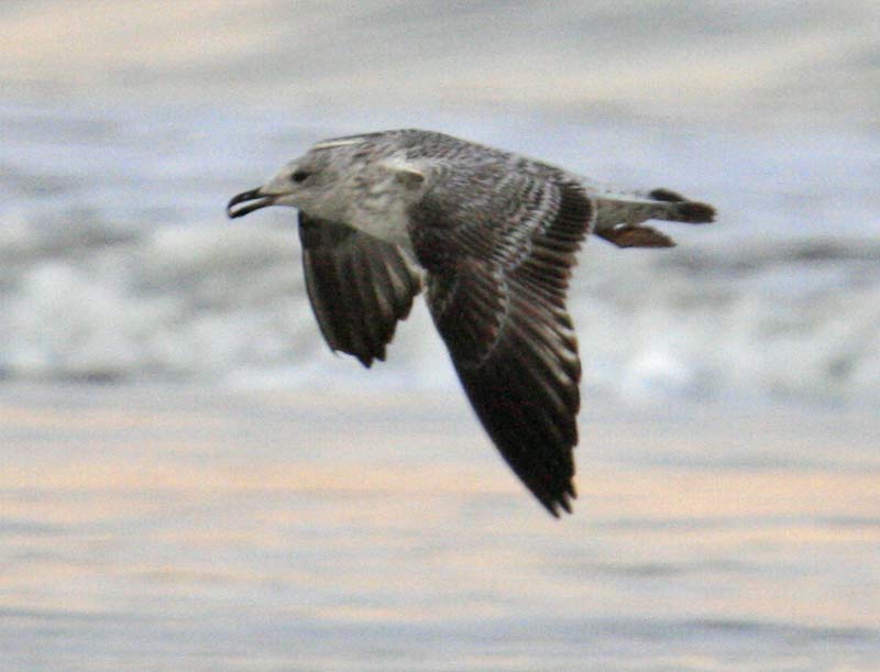 gull210h.jpg