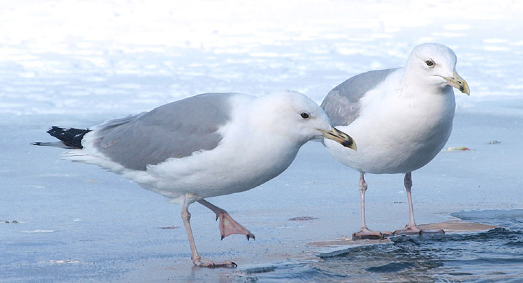 P1296537mm.jpg