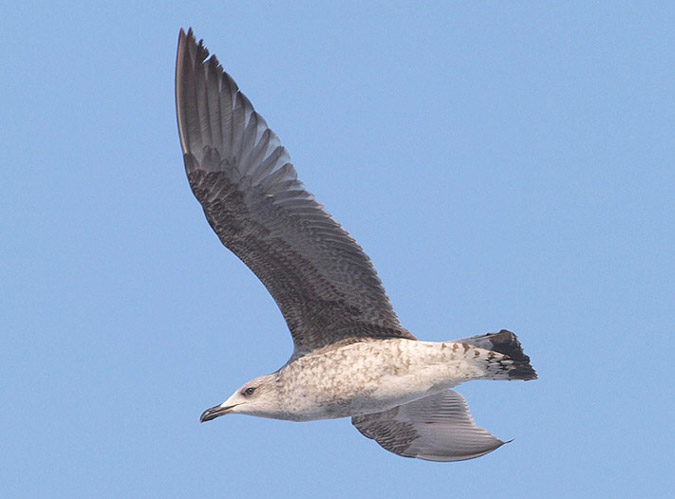 P1296357mm.jpg