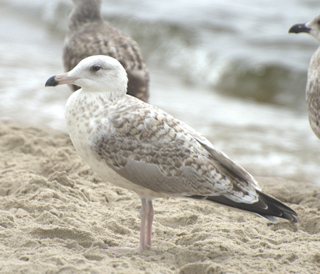 gull sp..jpg