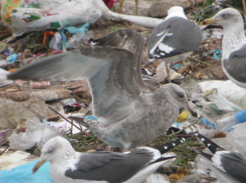 Gaviota Argentea 4 web.jpg