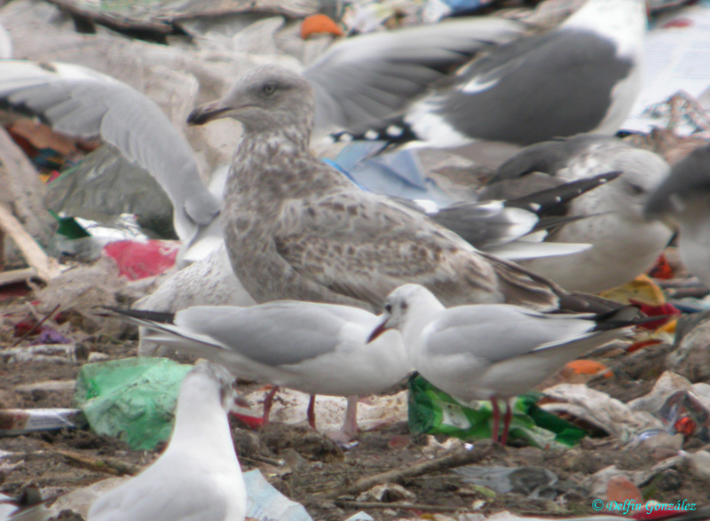Gaviota Argentea 1web.jpg