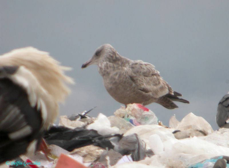 Gaviota Argentea 6web.jpg