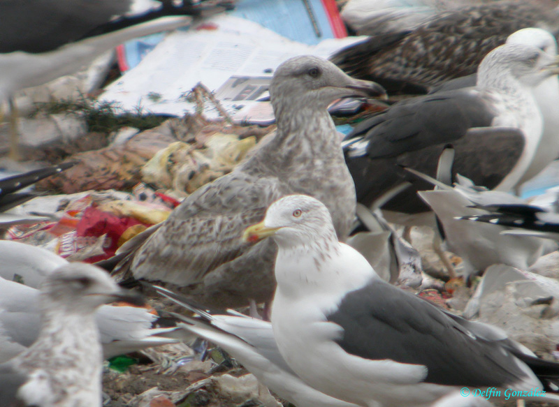 Gaviota Argentea 8web.jpg