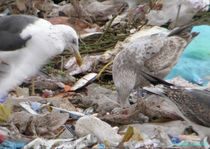 Gaviota Argentea 9web.jpg