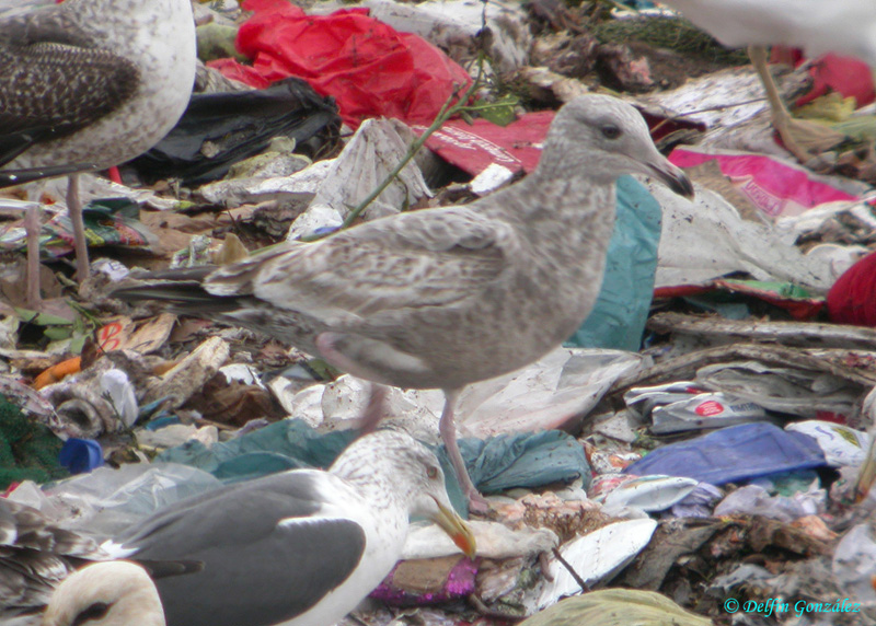 Gaviota Argentea 10 web.jpg