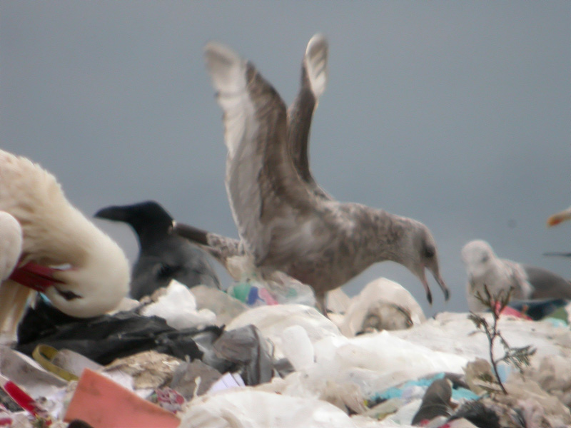 Gaviota Argentea hweb.jpg