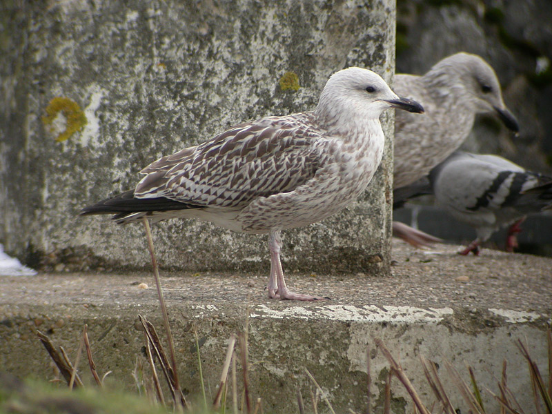 DSCN2379.jpg