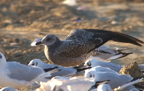 Gaviota Sombría 1d web.jpg