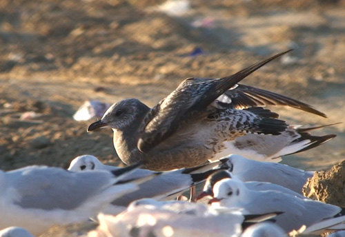 Gaviota Sombría 1web.jpg