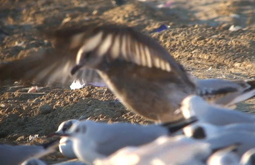Gaviota Sombríaweb.jpg