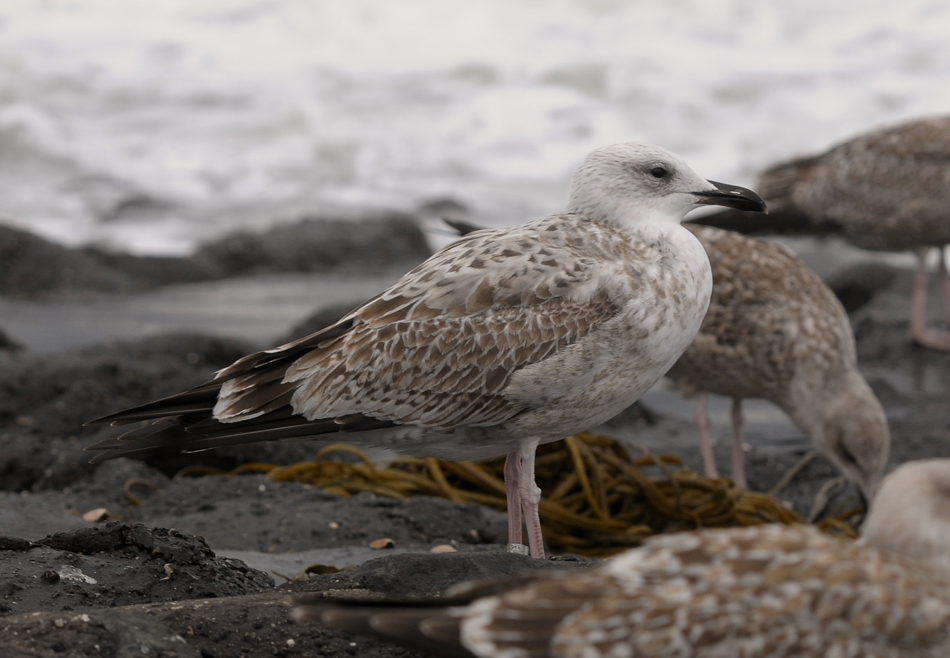 DN25914_8049.jpg