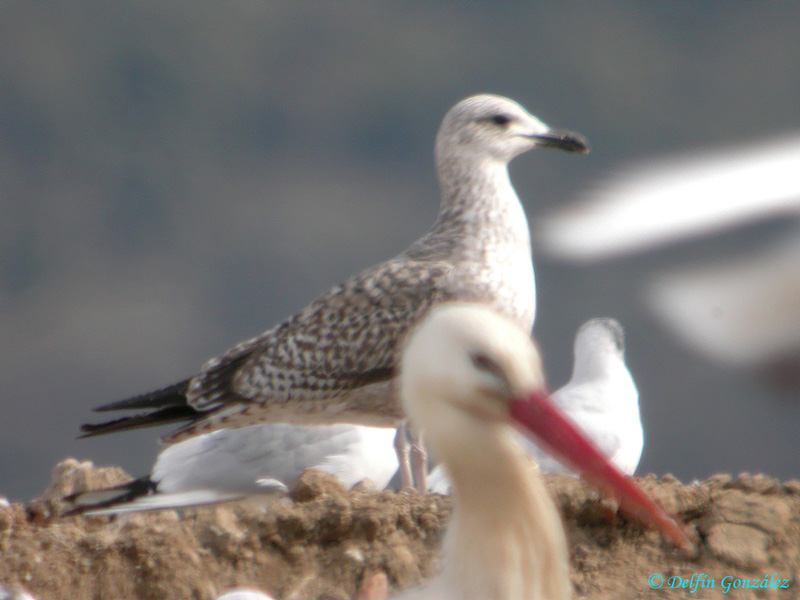 Gaviota Patiamarilla a web.jpg