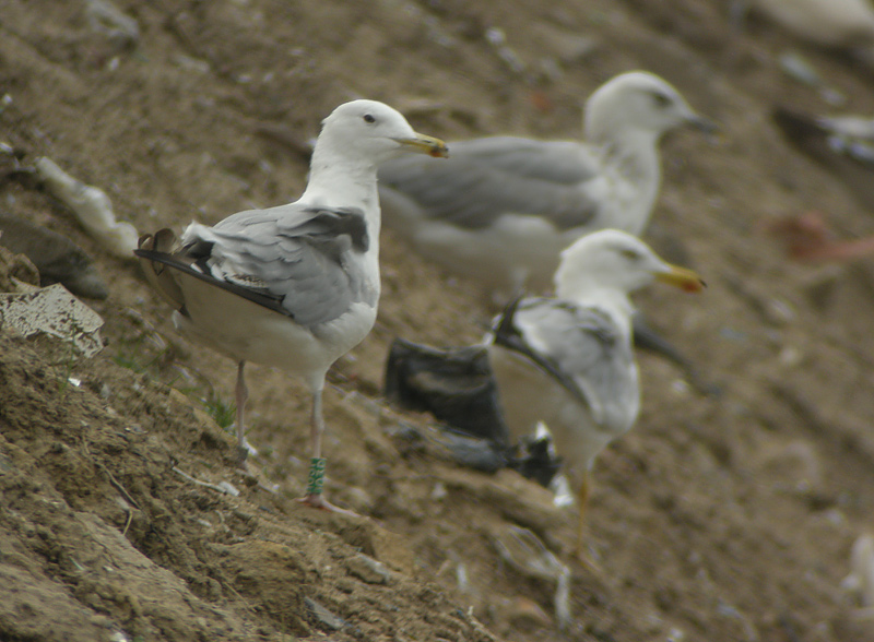 DSCN1827.jpg